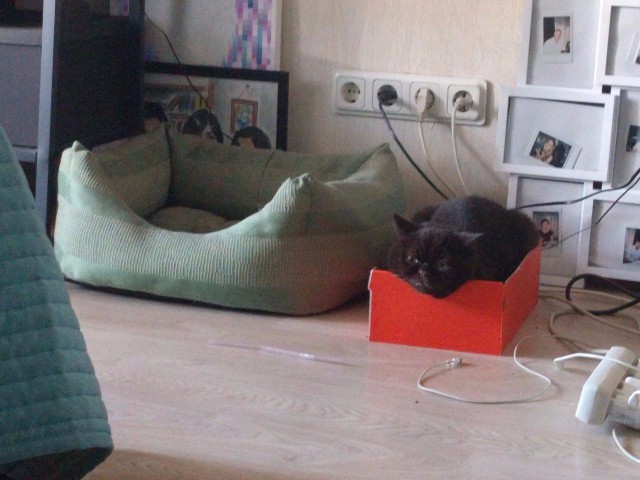 Коты и Кошки