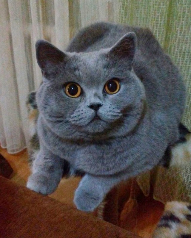 Коты и Кошки