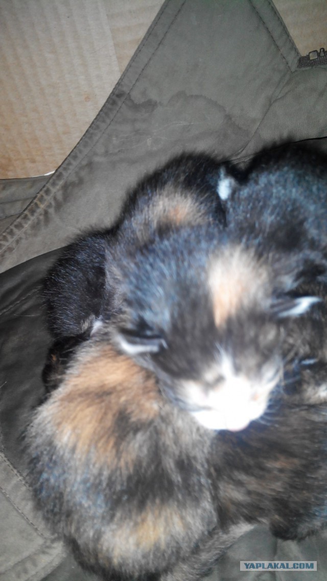 Котовторник 11/04/2017