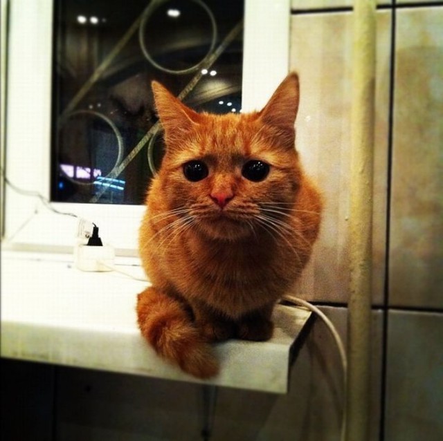 Коты и Кошки