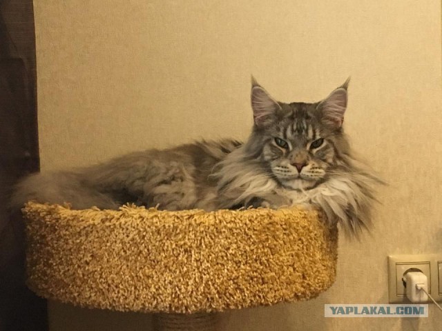 Котовторник 13.06.2017
