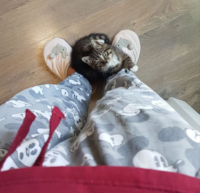 Забрался котенок на склад.Теперь у нас новый член семьи.