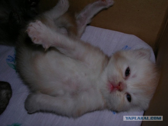 Котовторник 16.01.2018