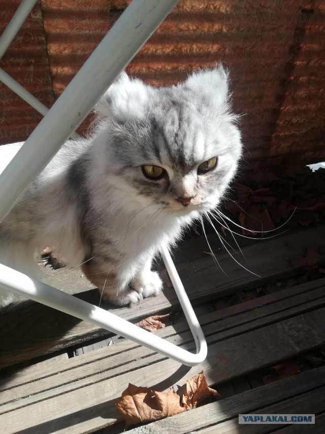 Котовторник ждали? А вот и он!