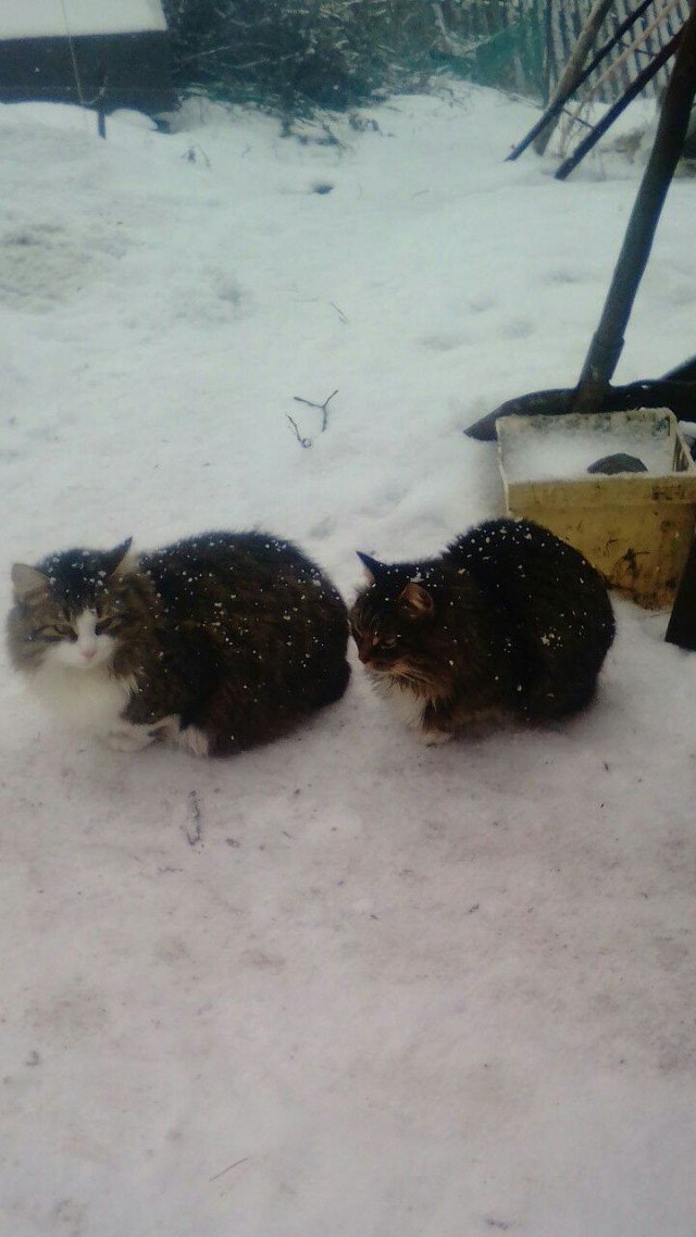 Котовторник 24.04.2018