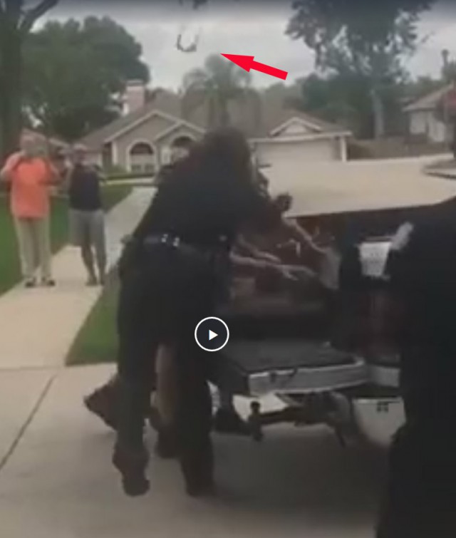 Связанный аллигатор неплохо дерётся!
