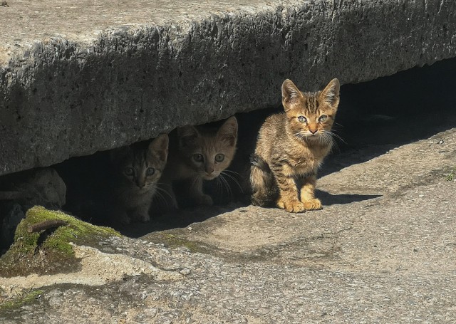 Котовторник 26.06.2018