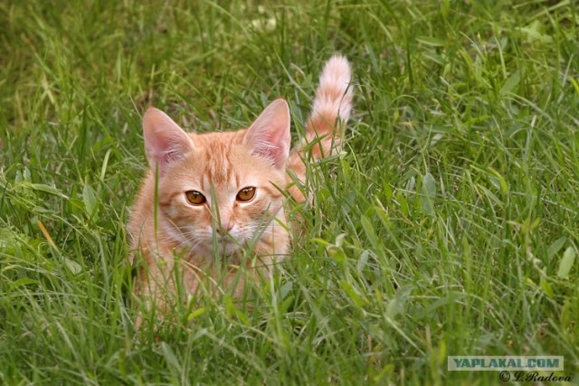 Уррааа! Котомет на ЯПлакалъ.