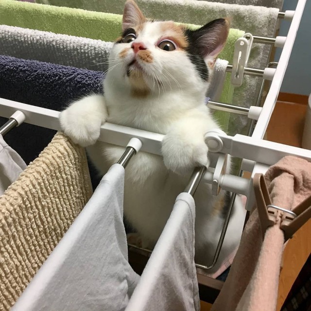 Немного милоты