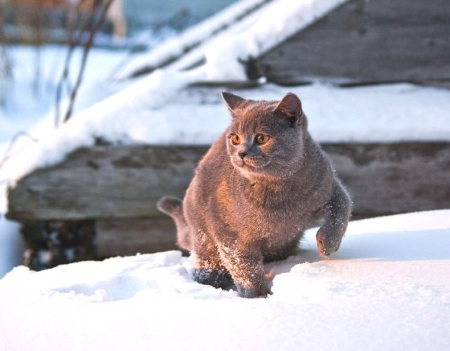 Забыли котовторник? А вот он!