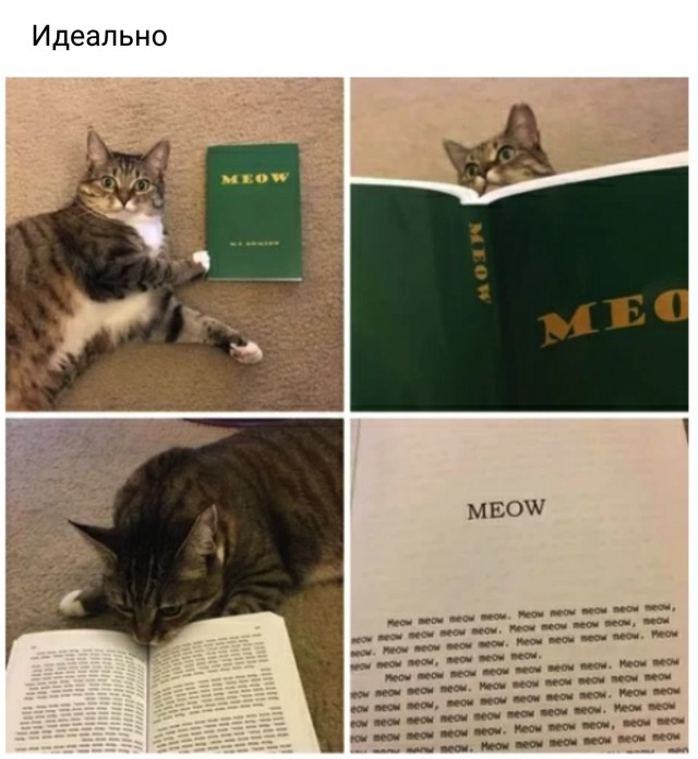 Прикольных котов пост
