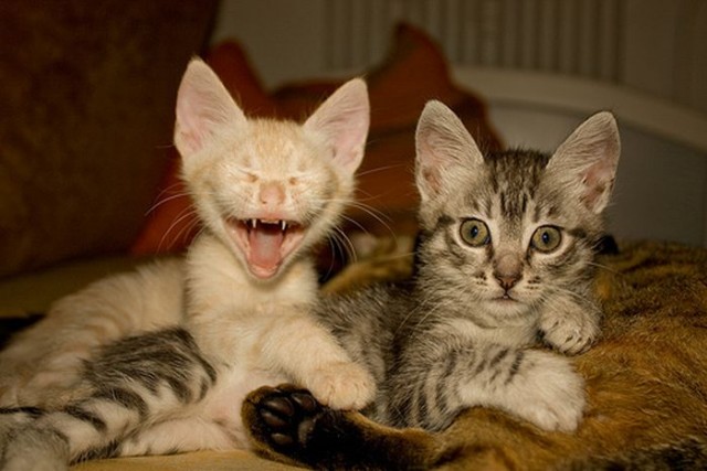 Котовторник на 22 июня
