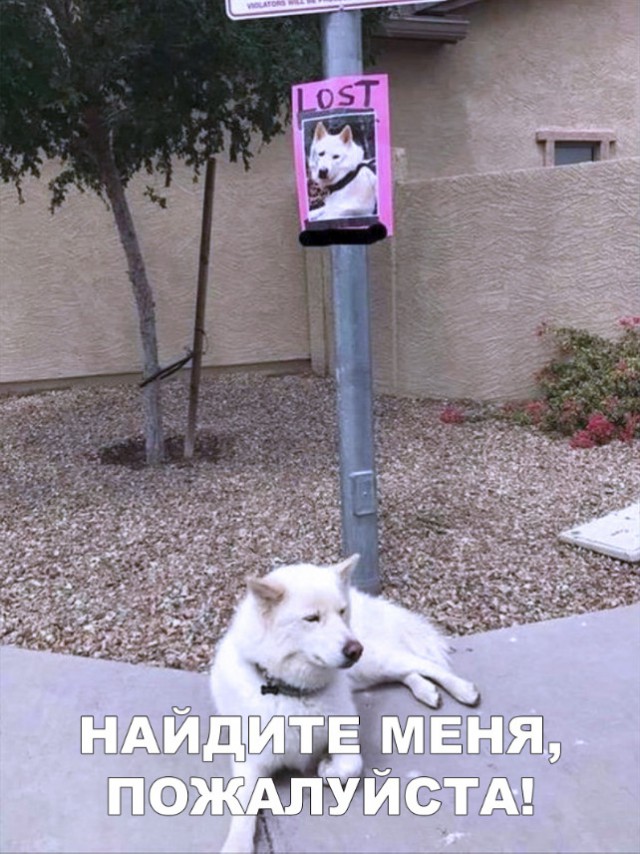 Нестандартный юмор