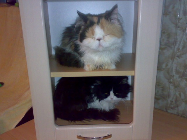 Котовторник объявляется открытым!