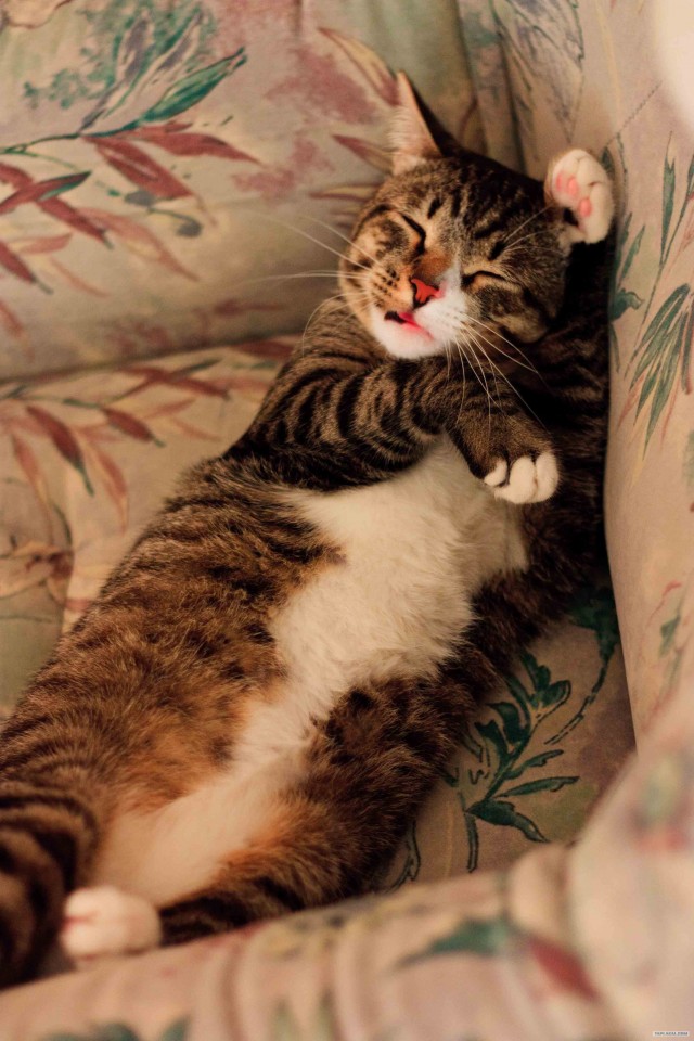 Супер-котофото на котовторник