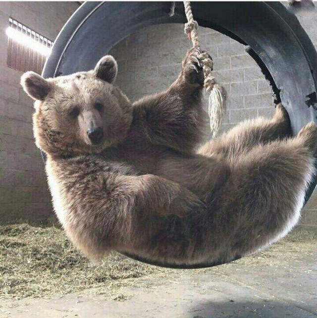 Живность из сети