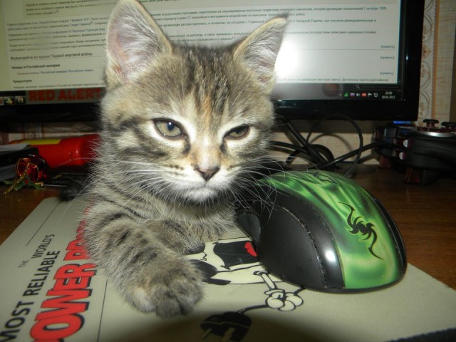 Котовторник 17 января