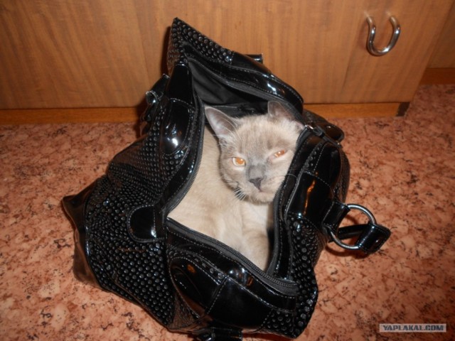 Котовторник (21.02.2012)