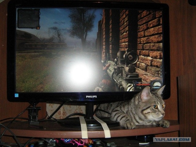 Котовторник 27.03.2012