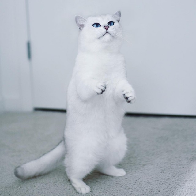 Прикольных котов пост