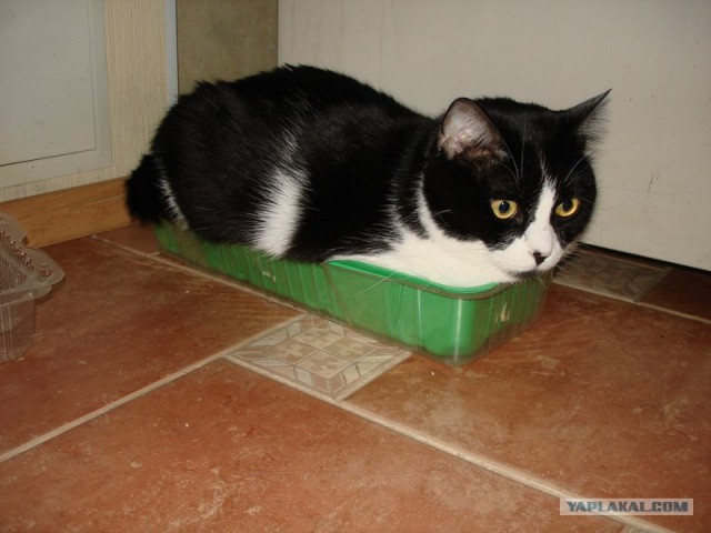 Котовторник  от 3.04.2012