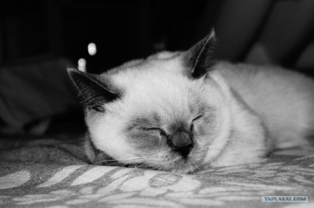 Котовторник 8 мая 2012