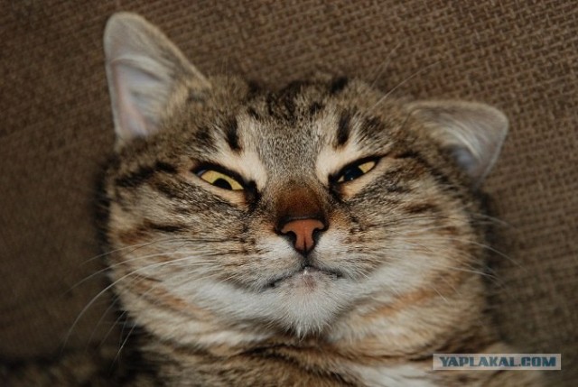 Котовторник (15.05.2012)