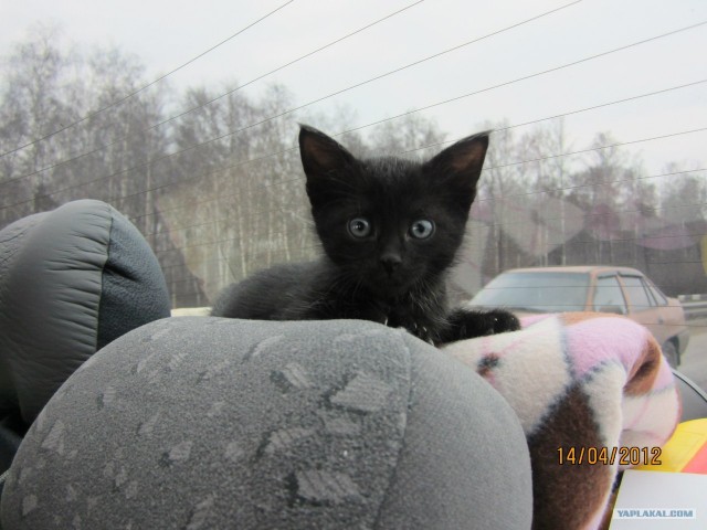 Котовторник 29.05.2012
