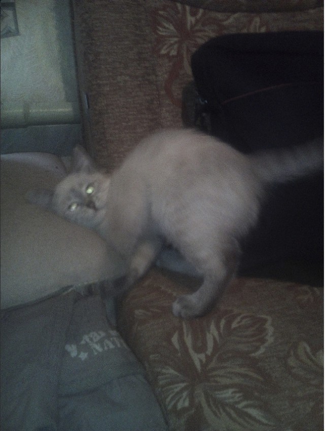 Забавные фото котеек