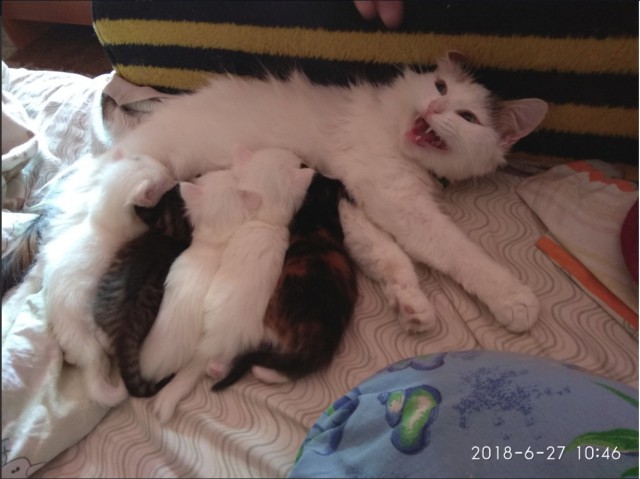 Забавные фото котеек