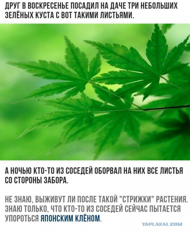 В Красноярск приехали геодезисты, чтобы разметить территорию для строительства нового моста. Но столкнулись с проблемой