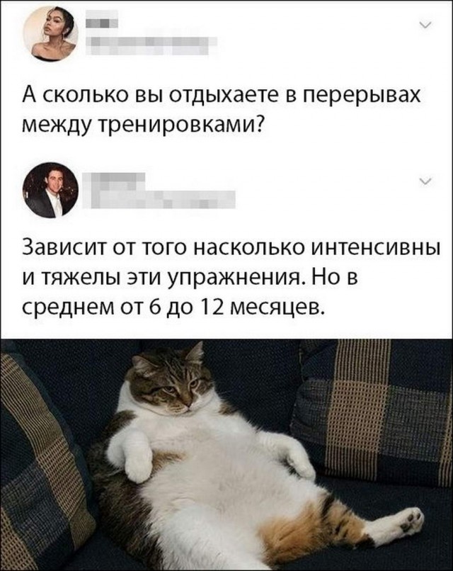 Картинки с котами и про котов