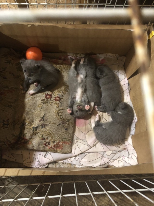 Забавные фото котеек