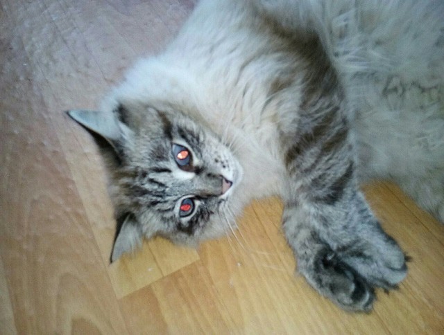 Котики