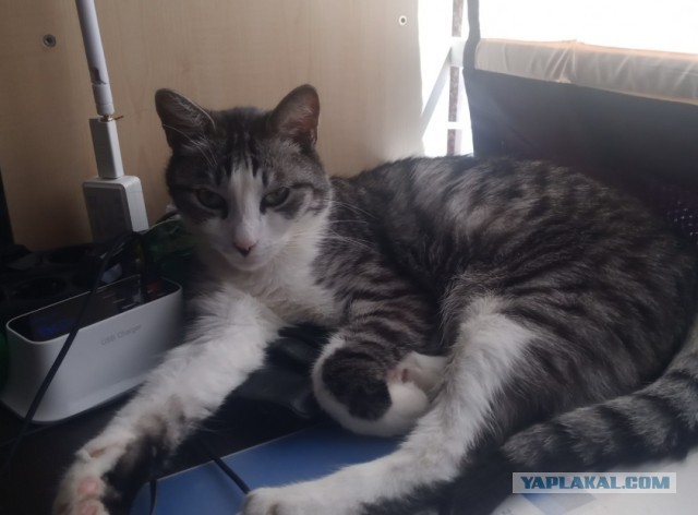 Котейка набралась сил