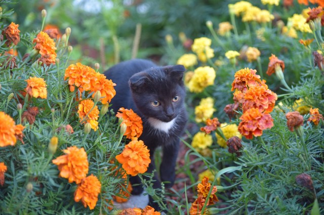Картинки на котовторник 1.09.20