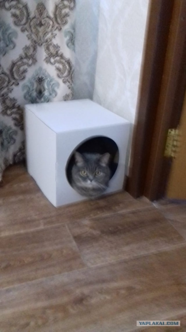 Котовторник же!