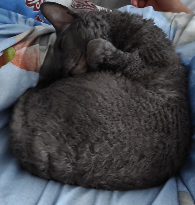 Хоба! Котовторник!