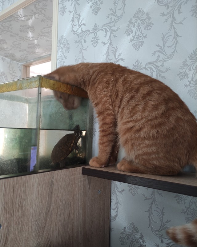 Погнали! С котовторником, други!