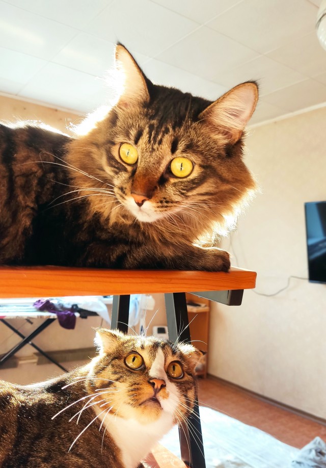 Котики. Разной степени адекватности