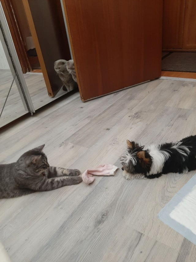 Кошатники, помогите советом!