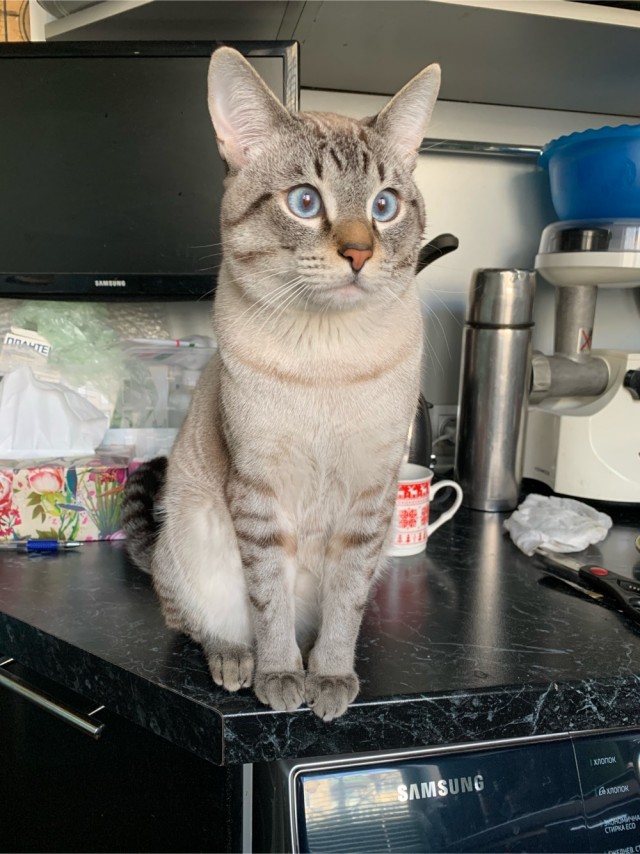Котовторнику быть