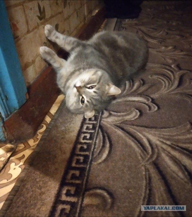 Вторник. Котэ. Пора