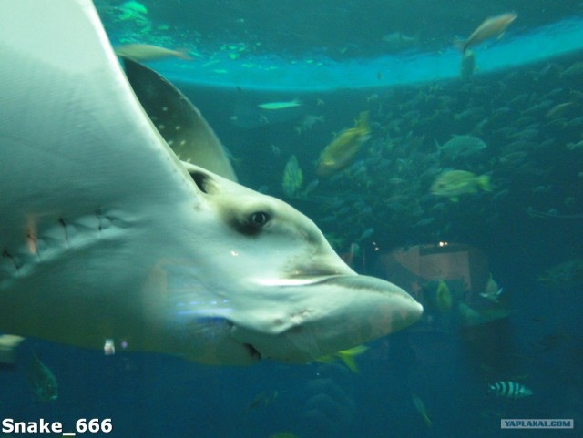 SeaworlD  Япония