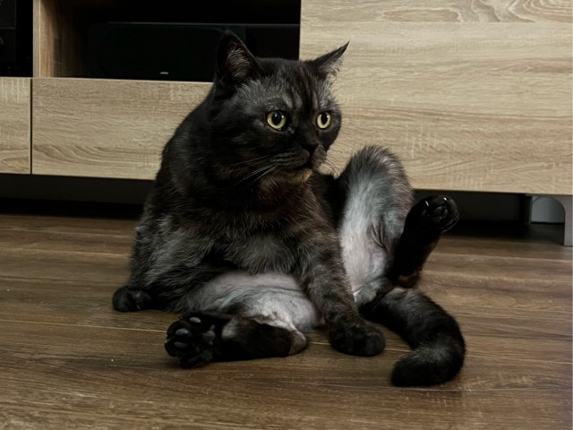 Котовторник 25.01.22