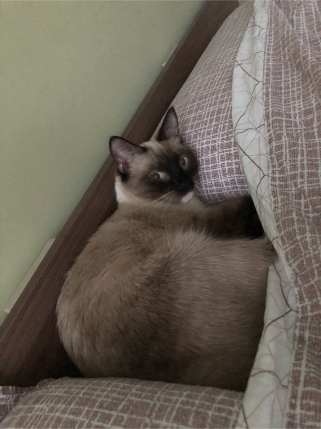 Котовторник. Февраль