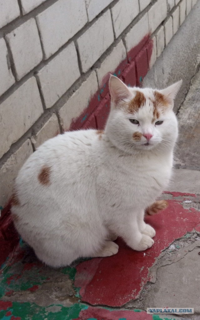 Разбавлю новости