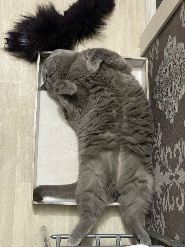 Котовторник от пластилинового рукодела