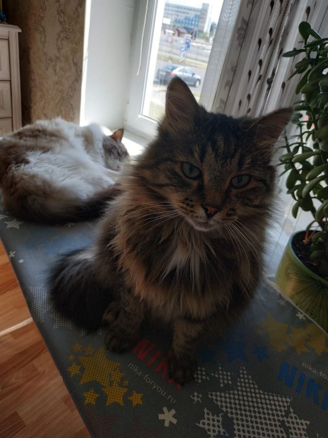 Жизнь домашнего приюта "Котоленд" 345