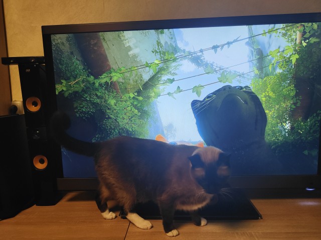 Кошачье приключение Stray стало самой популярной игрой в Steam